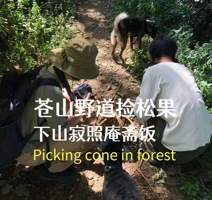 森林野道采蘑菇捡松果 | 徒步后寂照庵吃素斋