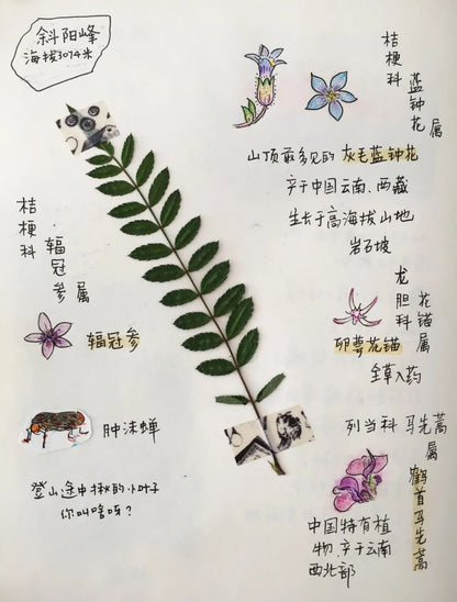 自然观察与笔记 | 鸟类、植物和昆虫