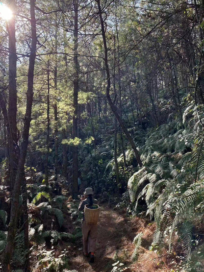 阔松坪轻徒步 | 田野 · 溪流 · 森林