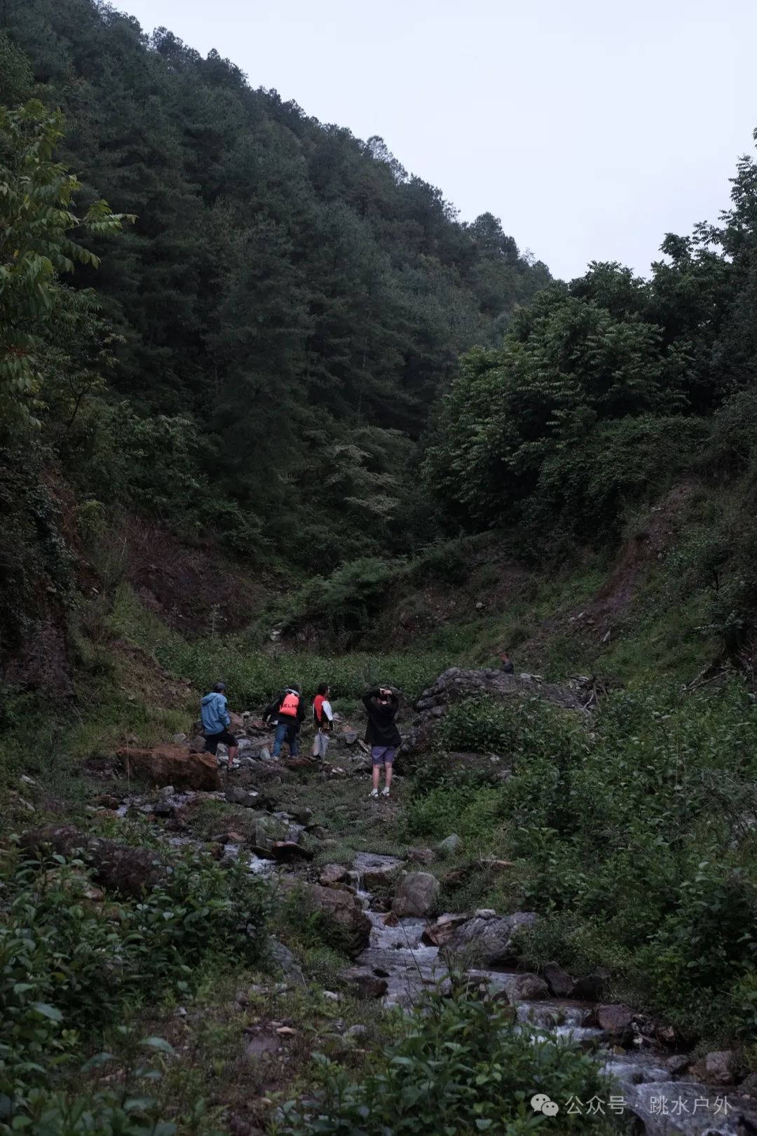 （6月、7月）深山采梅子 | 酿一瓶青梅酒