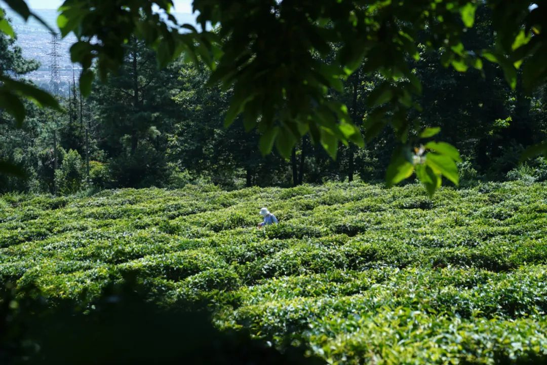 「莫催茶室」的明前绿茶 和 滇红茶