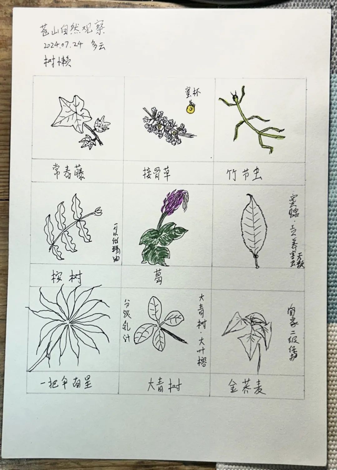 自然观察与笔记 | 鸟类、植物和昆虫