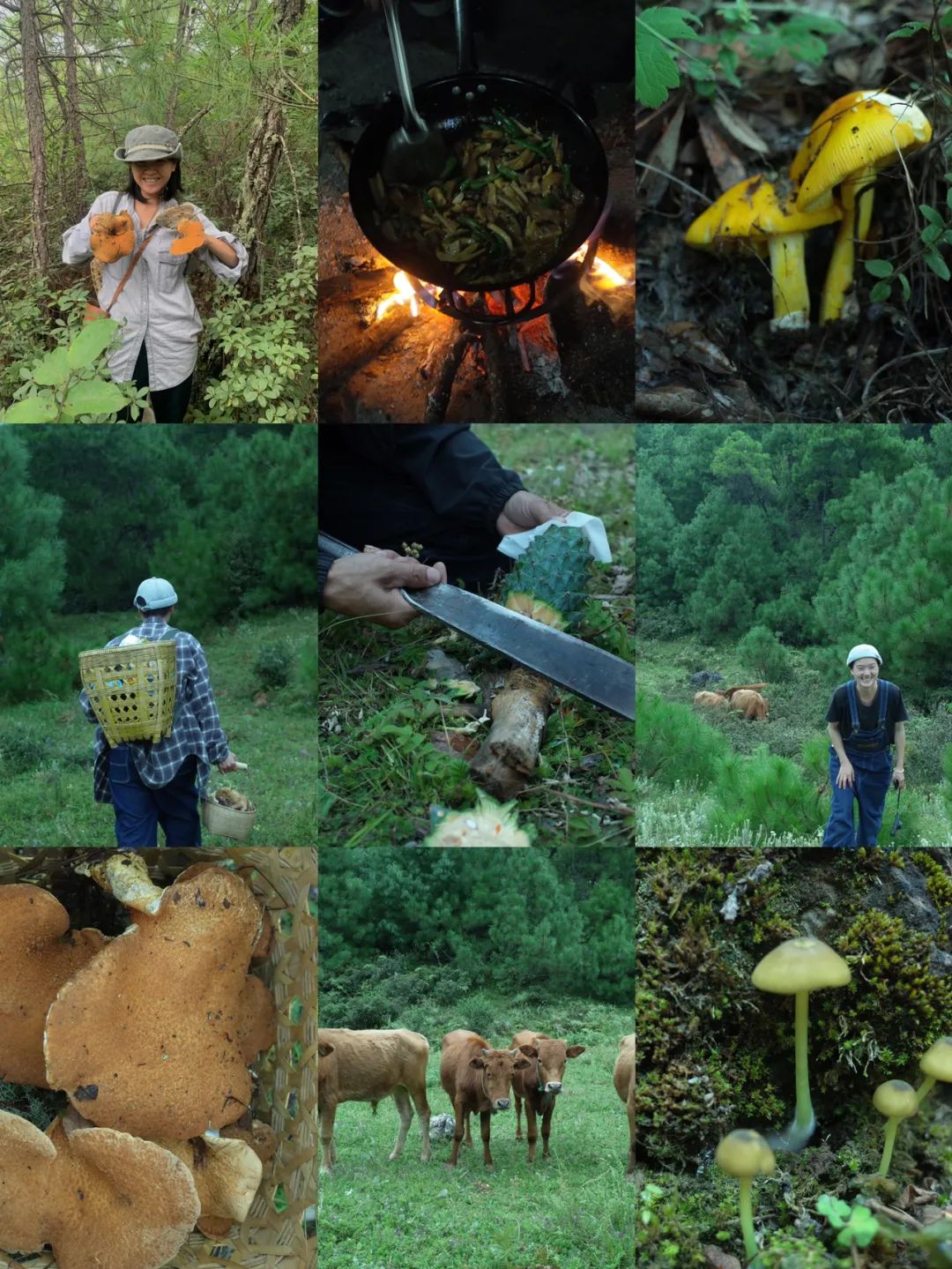 （6-10月）上山采蘑菇 | 在农家吃菌子餐