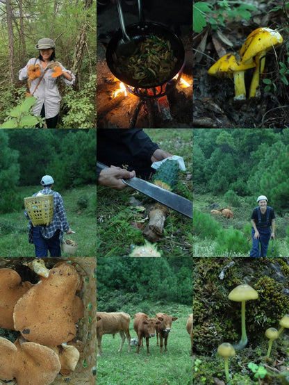 （6-10月）上山采蘑菇 | 在农家吃菌子餐