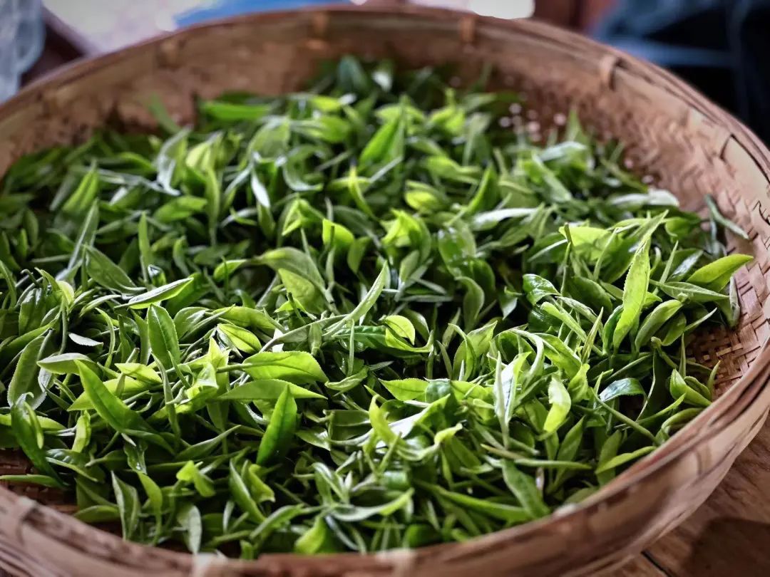 「莫催茶室」的明前绿茶 和 滇红茶