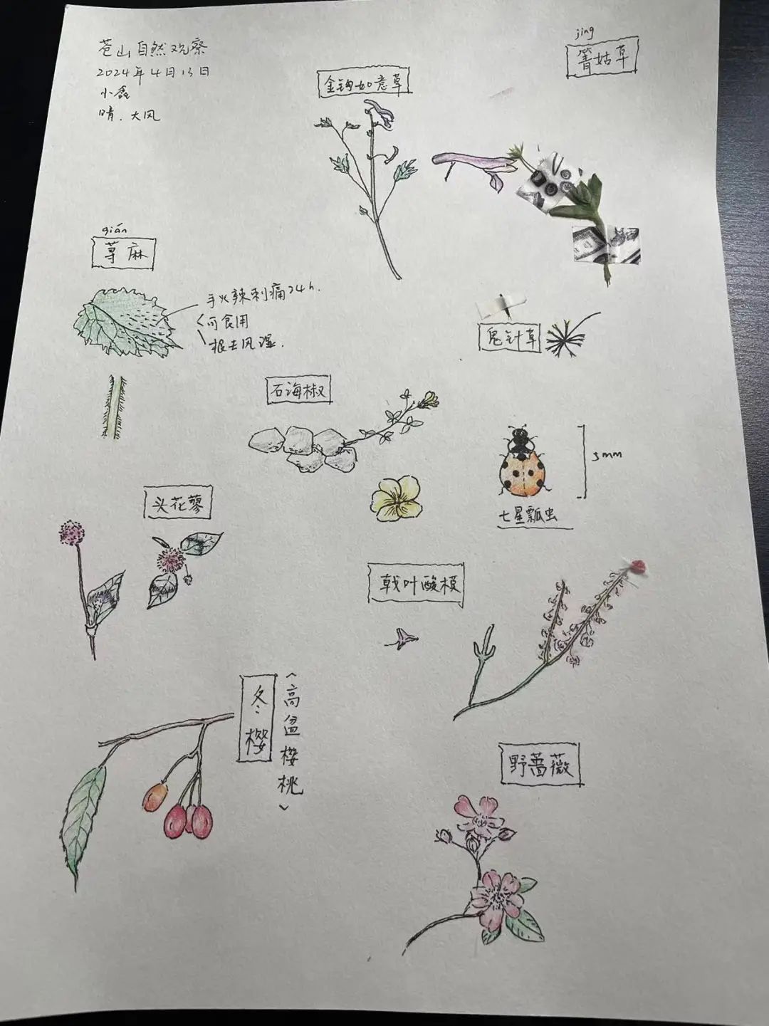 自然观察与笔记 | 鸟类、植物和昆虫