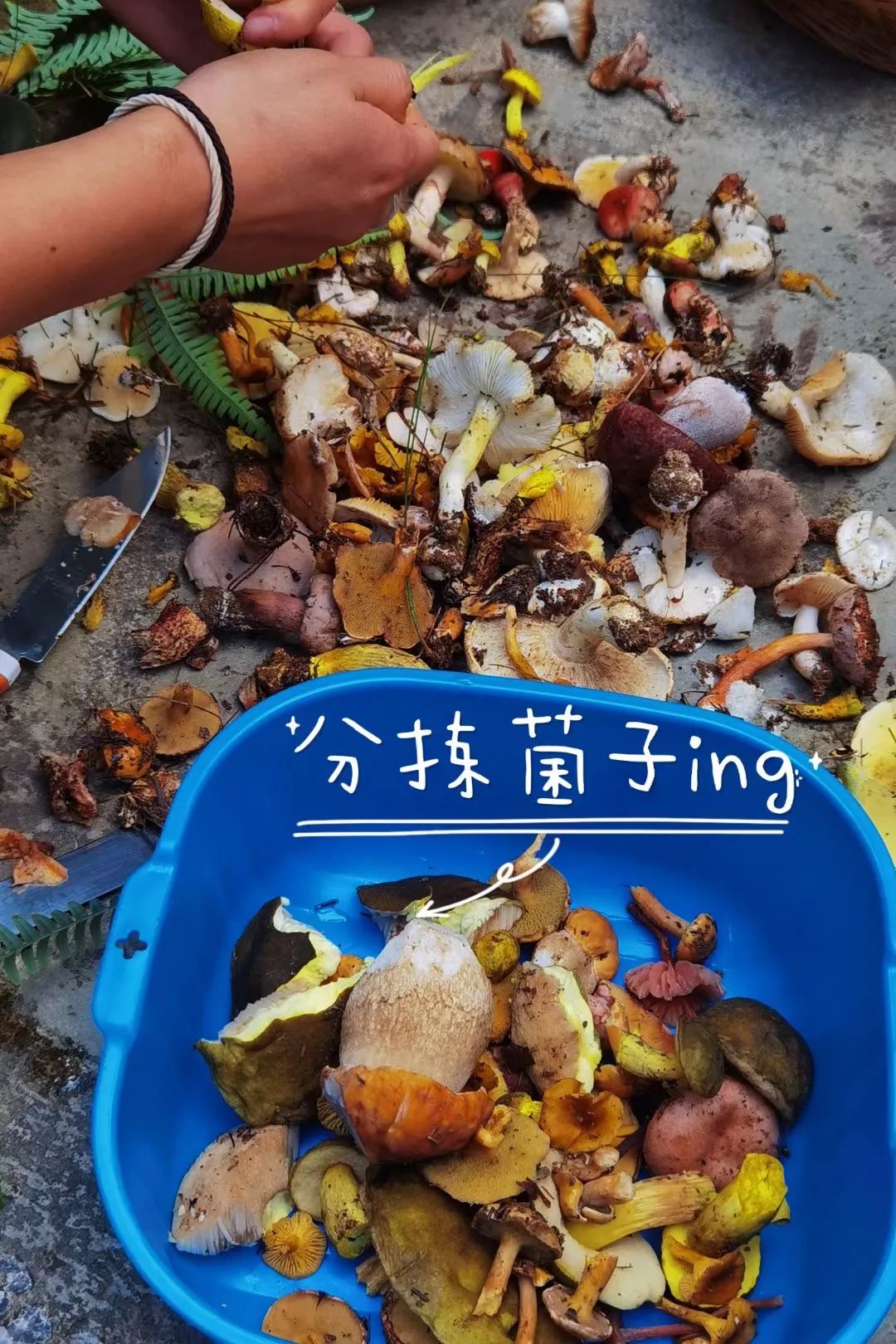 （6-10月）上山采蘑菇 | 在农家吃菌子餐