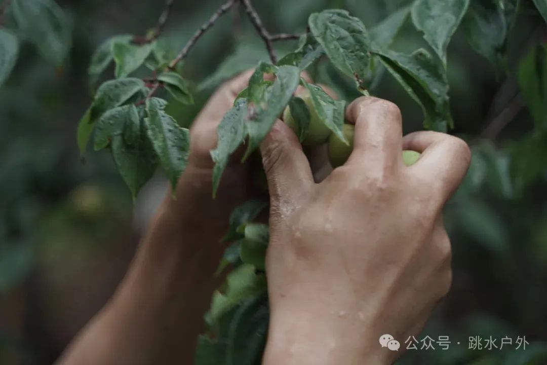 （6月、7月）深山采梅子 | 酿一瓶青梅酒