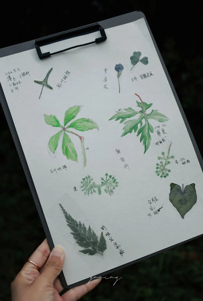 自然观察与笔记 | 鸟类、植物和昆虫