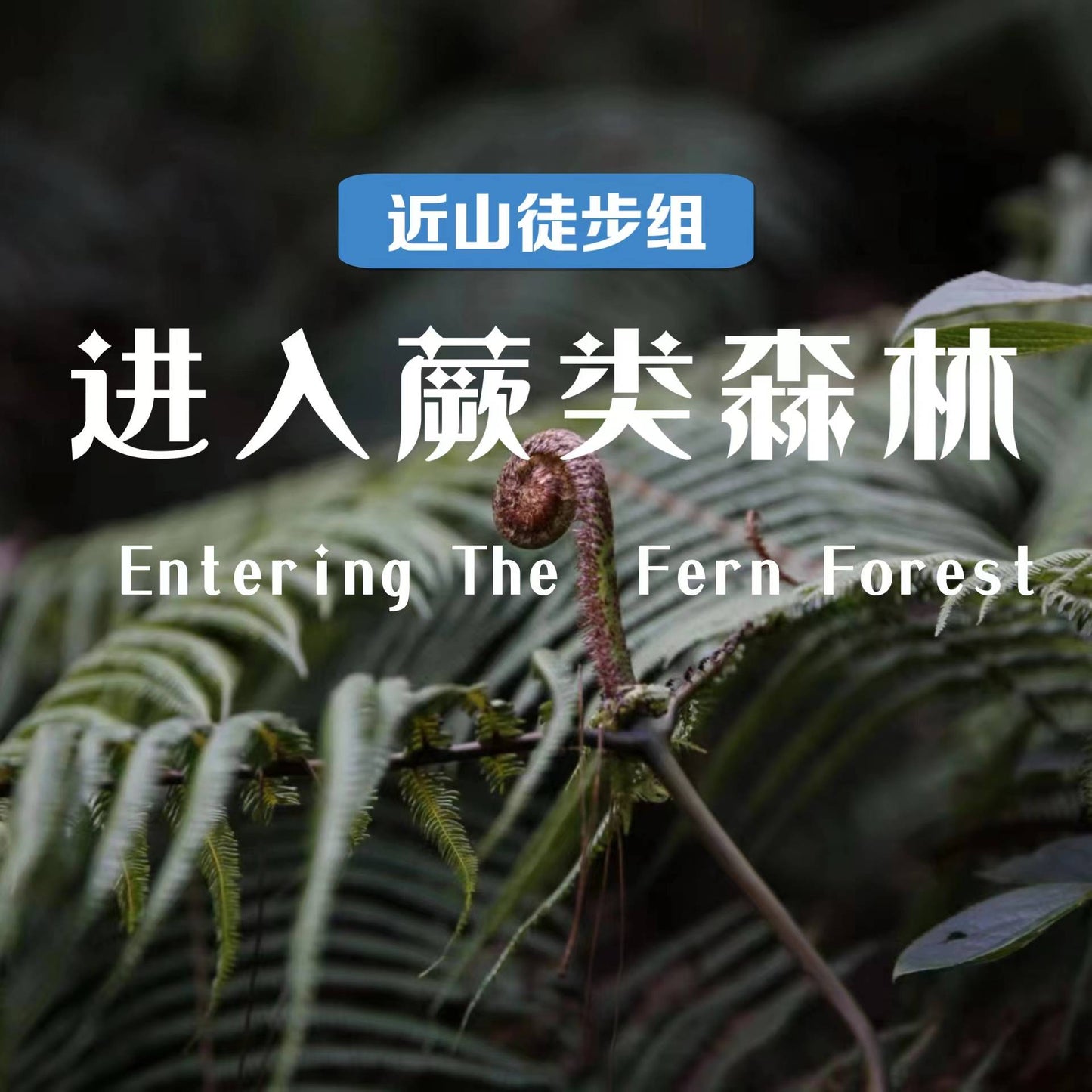 徒步蕨类森林