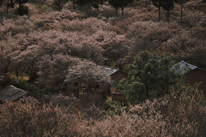 （1月末～2月中旬）山の中の梅林を歩き、農家で土産の蜂蜜を採集する。 