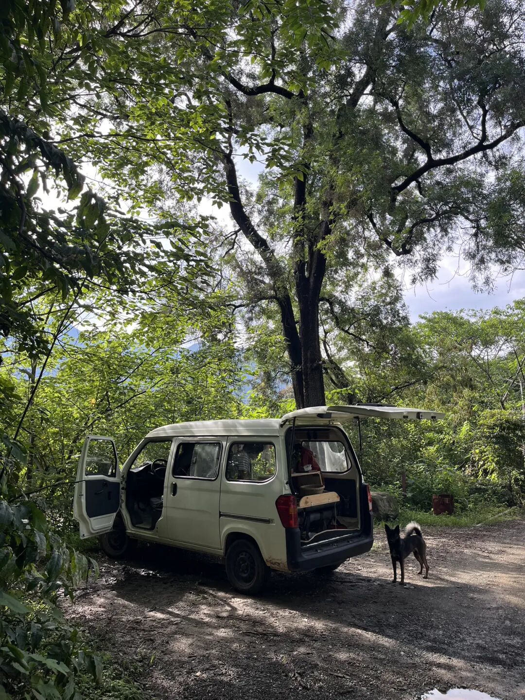 面包车旅行 | 弥苴河畔古树林散步拓染，田边采野菜做天妇罗