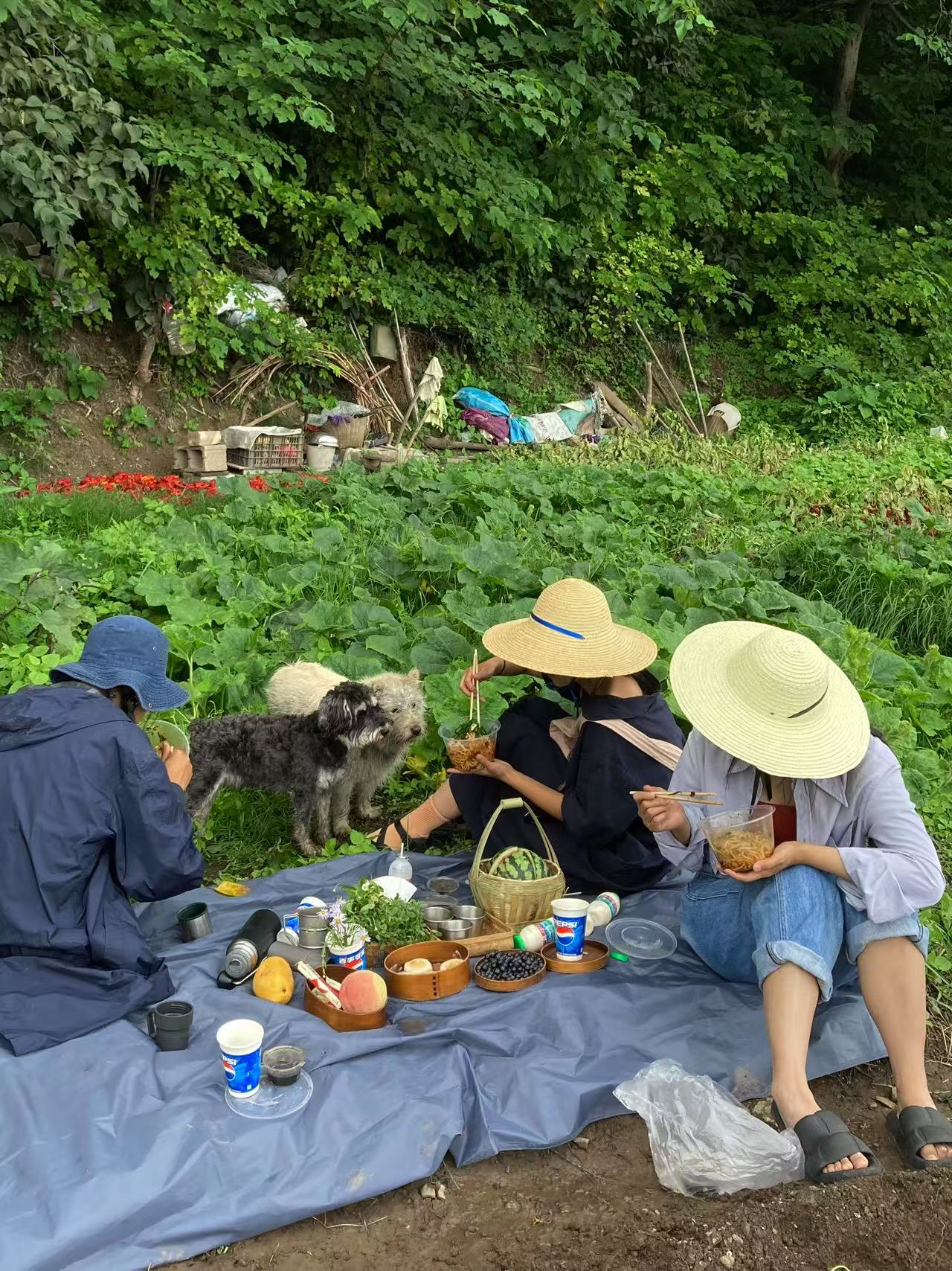 杨米