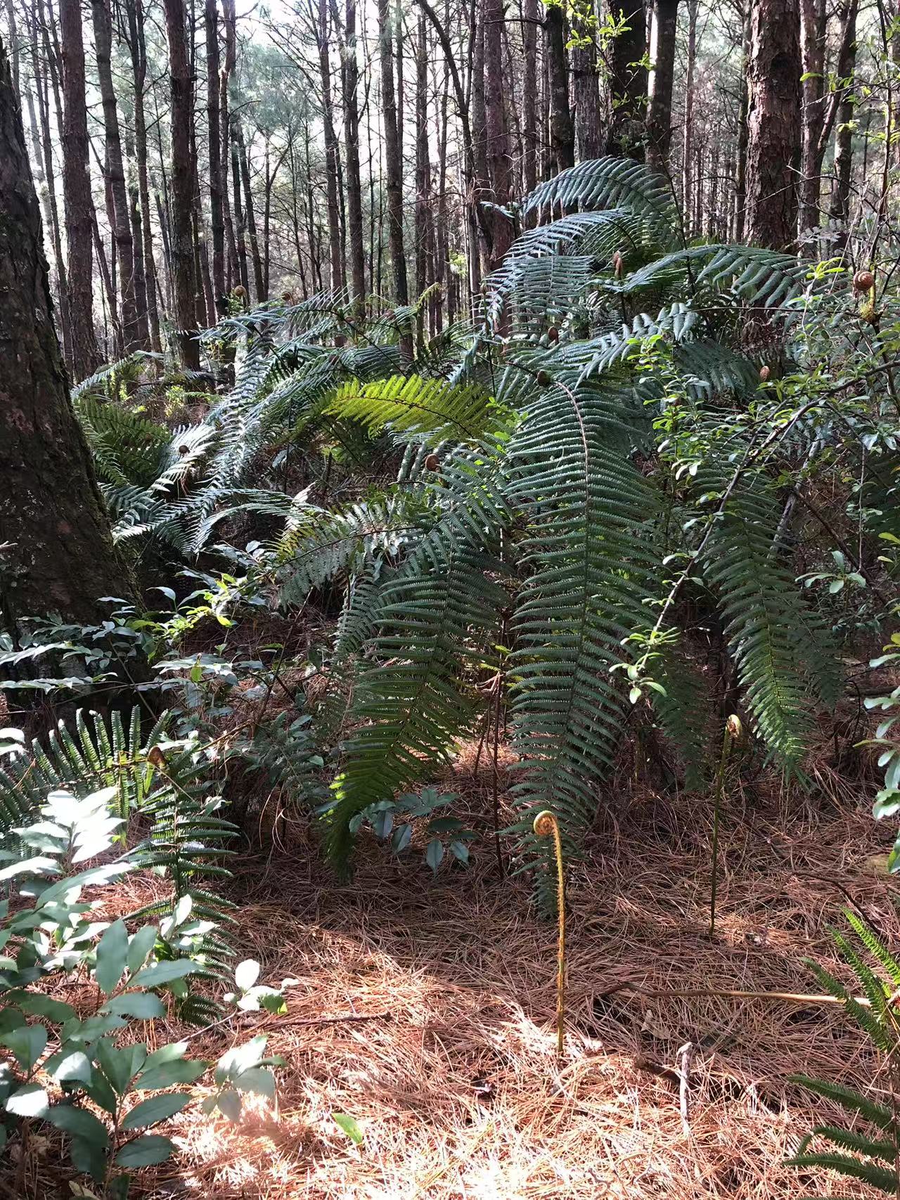 阔松坪轻徒步 | 田野 · 溪流 · 森林