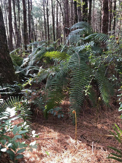 阔松坪轻徒步 | 田野 · 溪流 · 森林