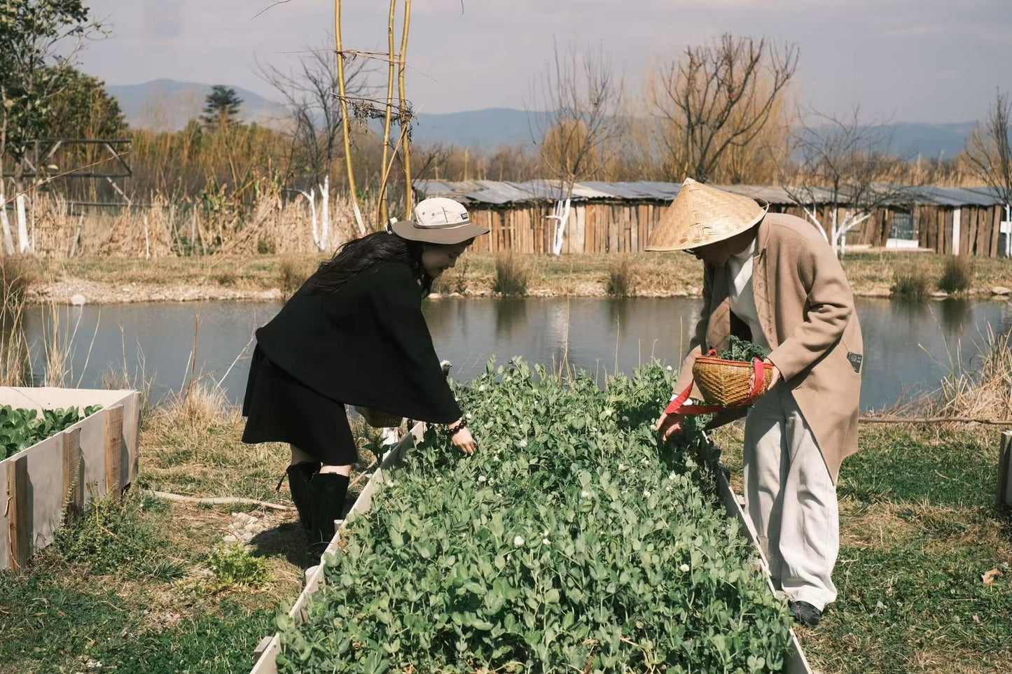 去有机农场采摘 | 和红红一起在家做饭
