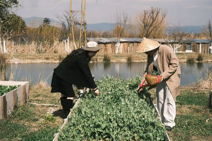去有机农场采摘 | 和红红一起在家做饭