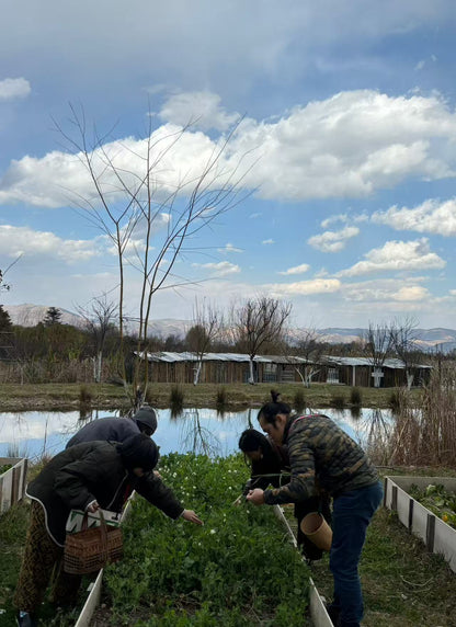 去有机农场采摘 | 和红红一起在家做饭