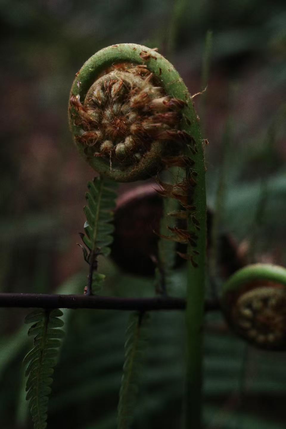 徒步蕨类森林