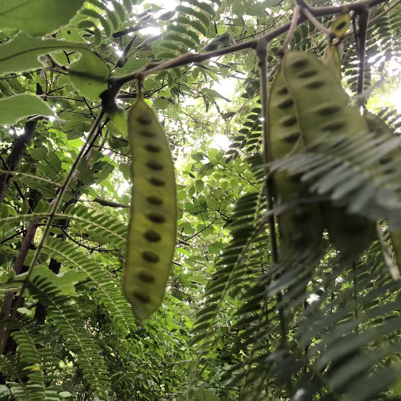 面包车旅行 | 弥苴河畔古树林散步拓染，田边采野菜做天妇罗
