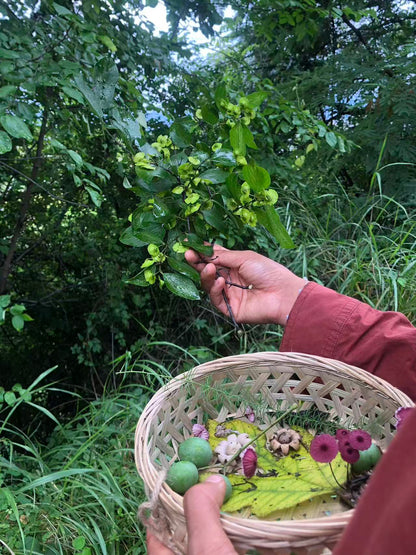 面包车旅行 | 弥苴河畔古树林散步拓染，田边采野菜做天妇罗