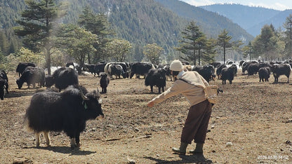 深入香格里拉牧区 2天的旅行