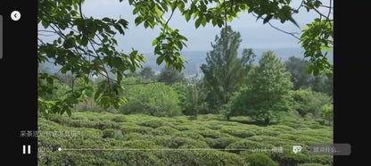 「莫催茶室」的明前绿茶 和 滇红茶