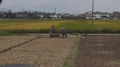 洱源乡村旅行 | 乳扇制作坊 坐船 乡村漫步和田野边的温泉