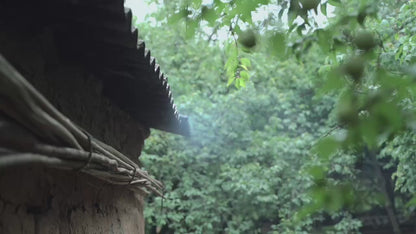 （6月、7月）深山采梅子 | 酿一瓶青梅酒