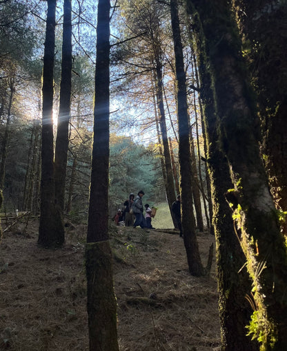 Cresta delle nuvole｜Escursione nel bosco primitivo di Dali