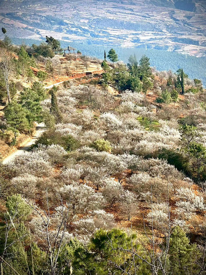 （1月末～2月中旬）山の中の梅林を歩き、農家で土産の蜂蜜を採集する。 