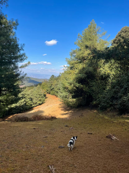 Cresta delle nuvole｜Escursione nel bosco primitivo di Dali