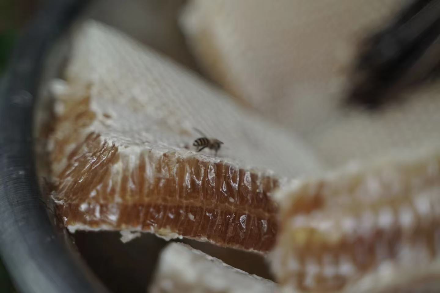 松鹤村毛哥家 「梅树林里的土蜂蜜」 500克