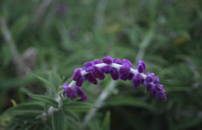 在苍山脚下「做青团」