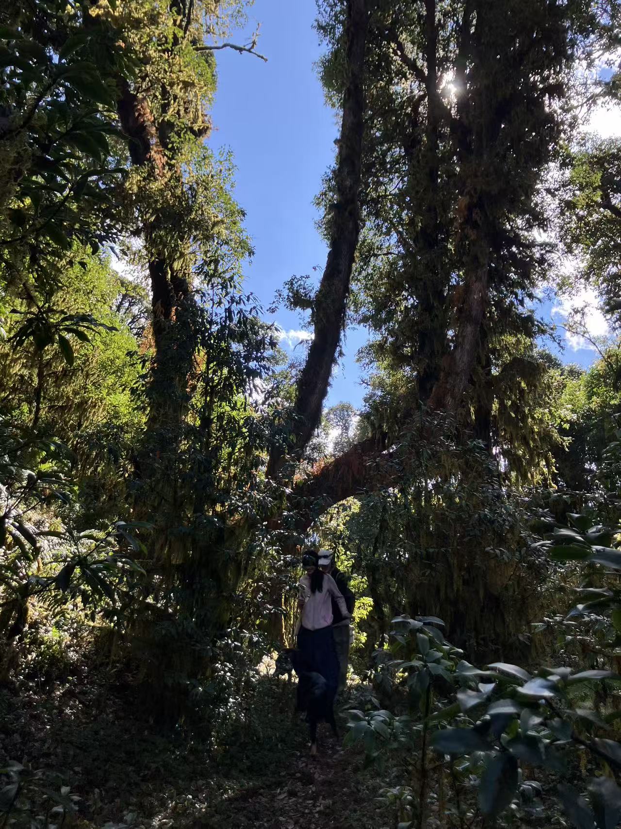 Cresta delle nuvole｜Escursione nel bosco primitivo di Dali