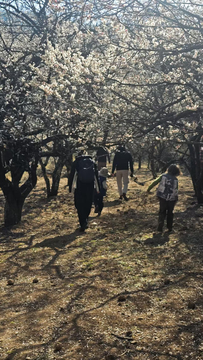（1月末～2月中旬）山の中の梅林を歩き、農家で土産の蜂蜜を採集する。 