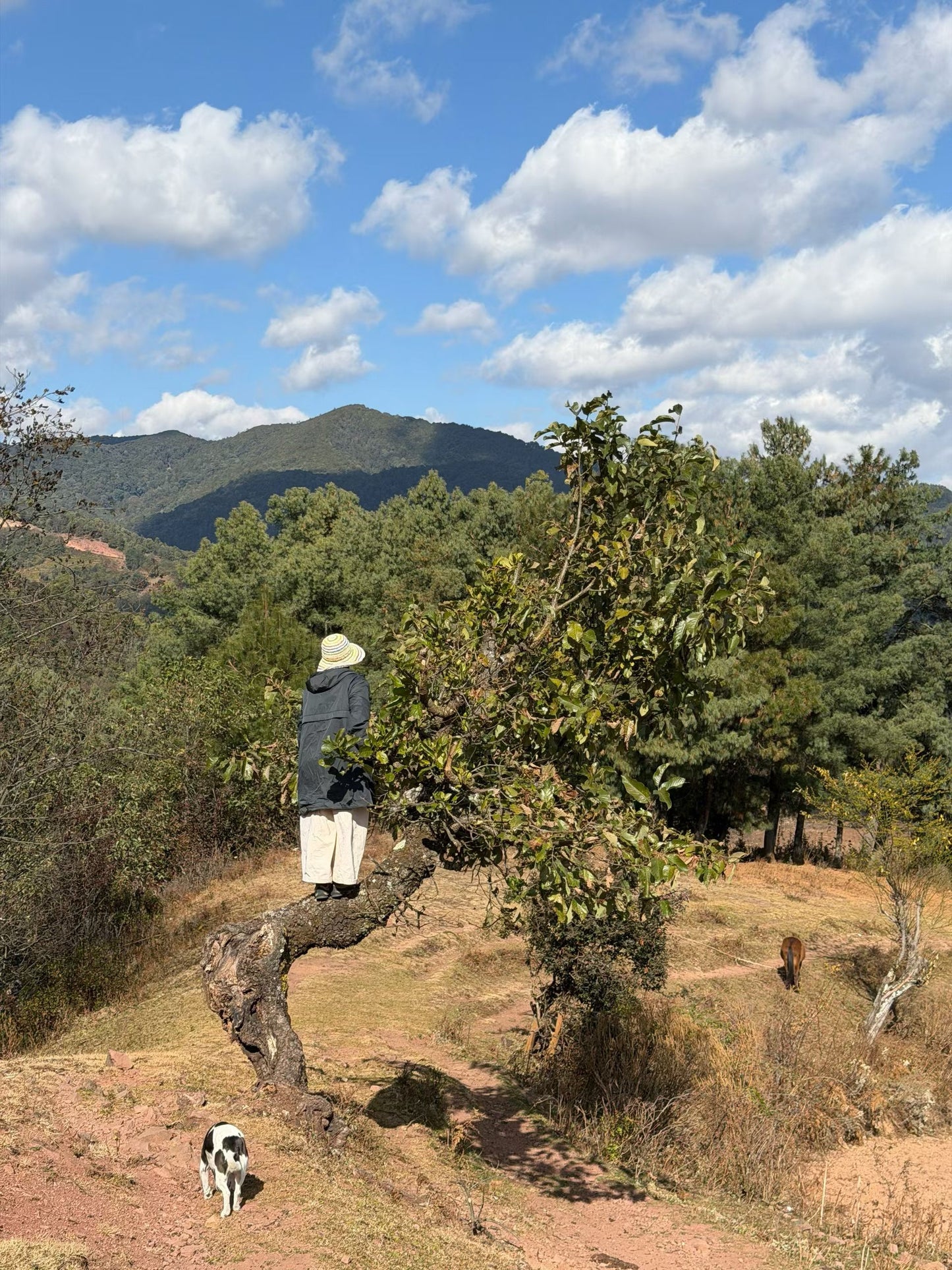 Cresta delle nuvole｜Escursione nel bosco primitivo di Dali