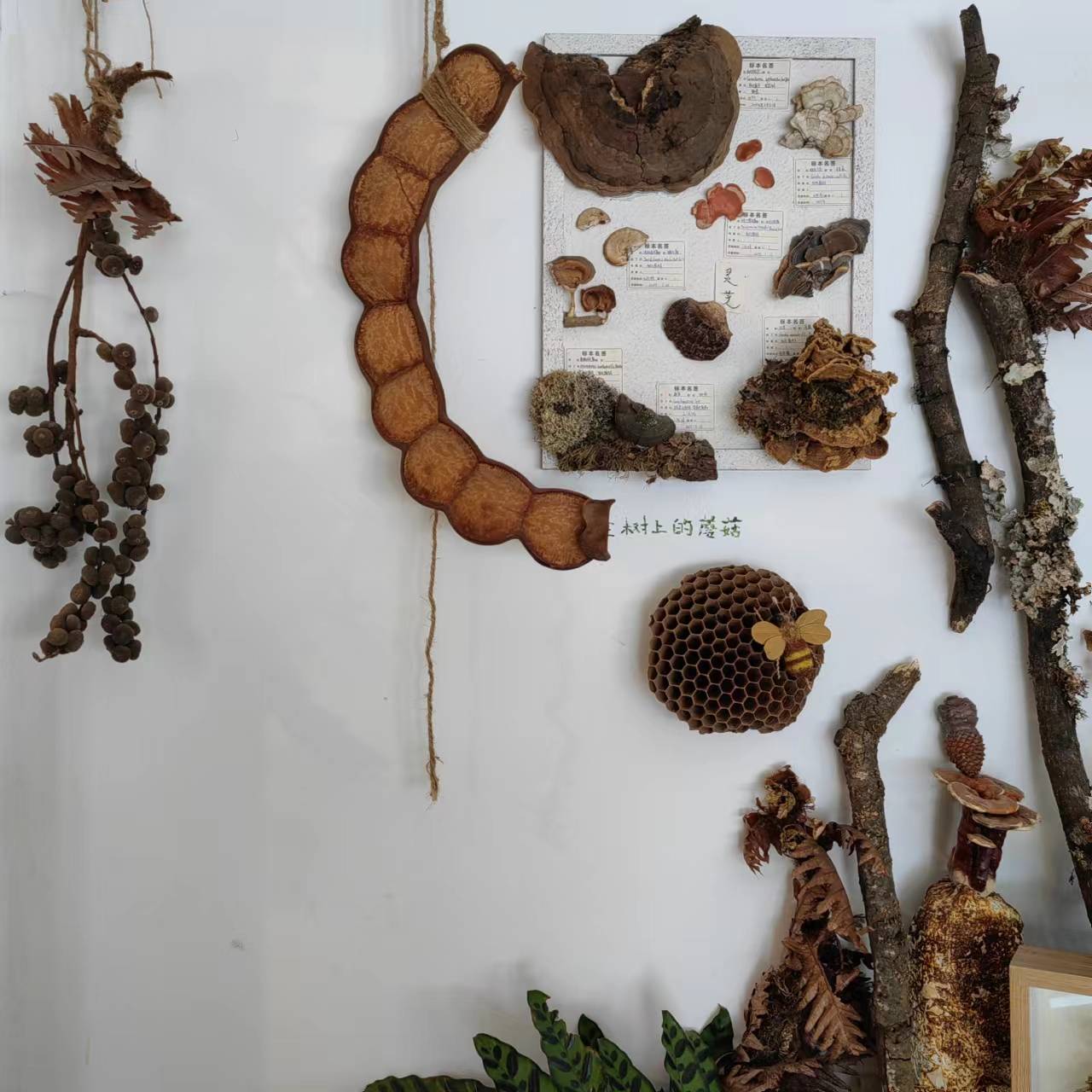 用植物和果实制作一幅画框