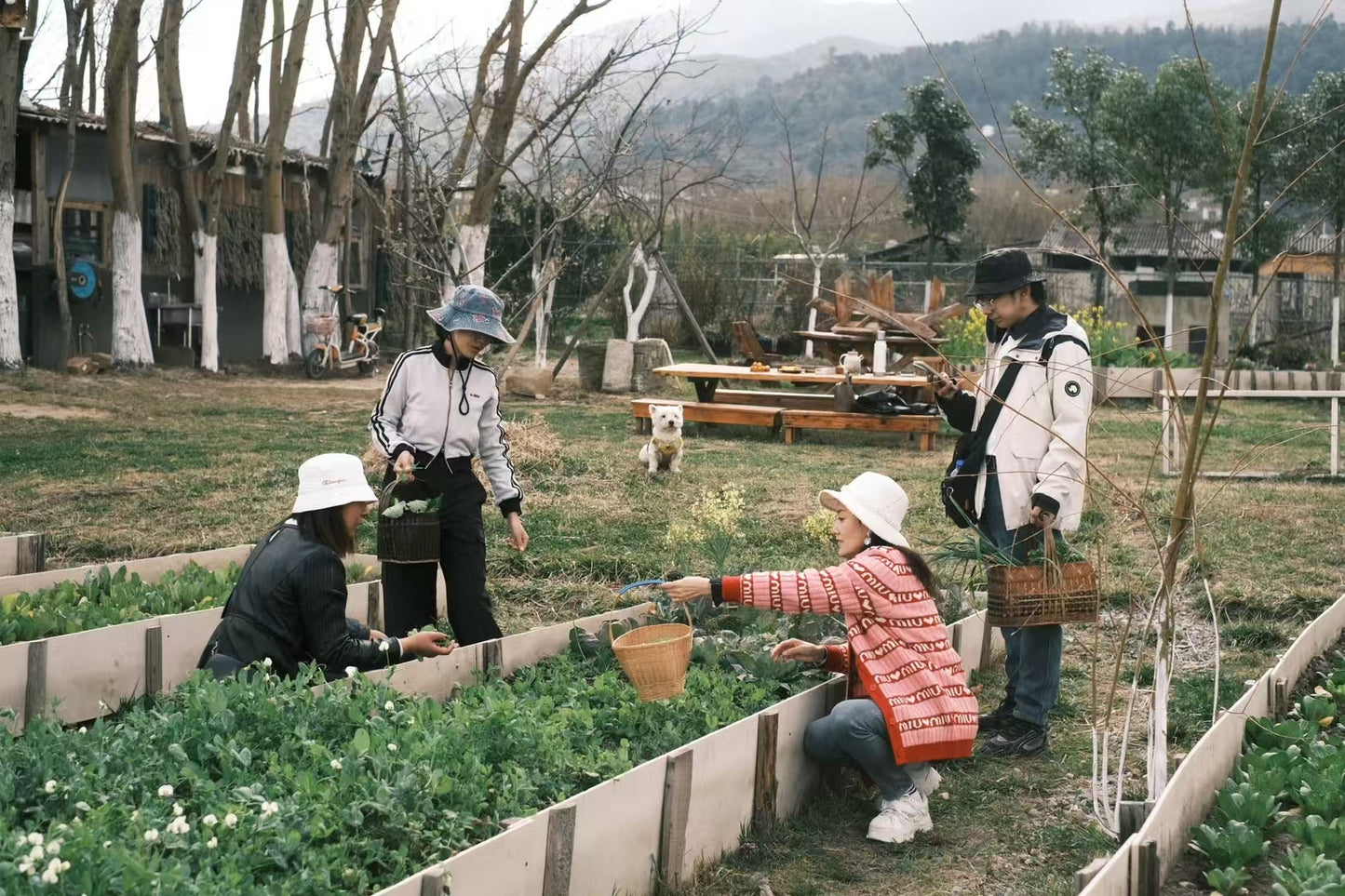 去有机农场采摘 | 和红红一起在家做饭