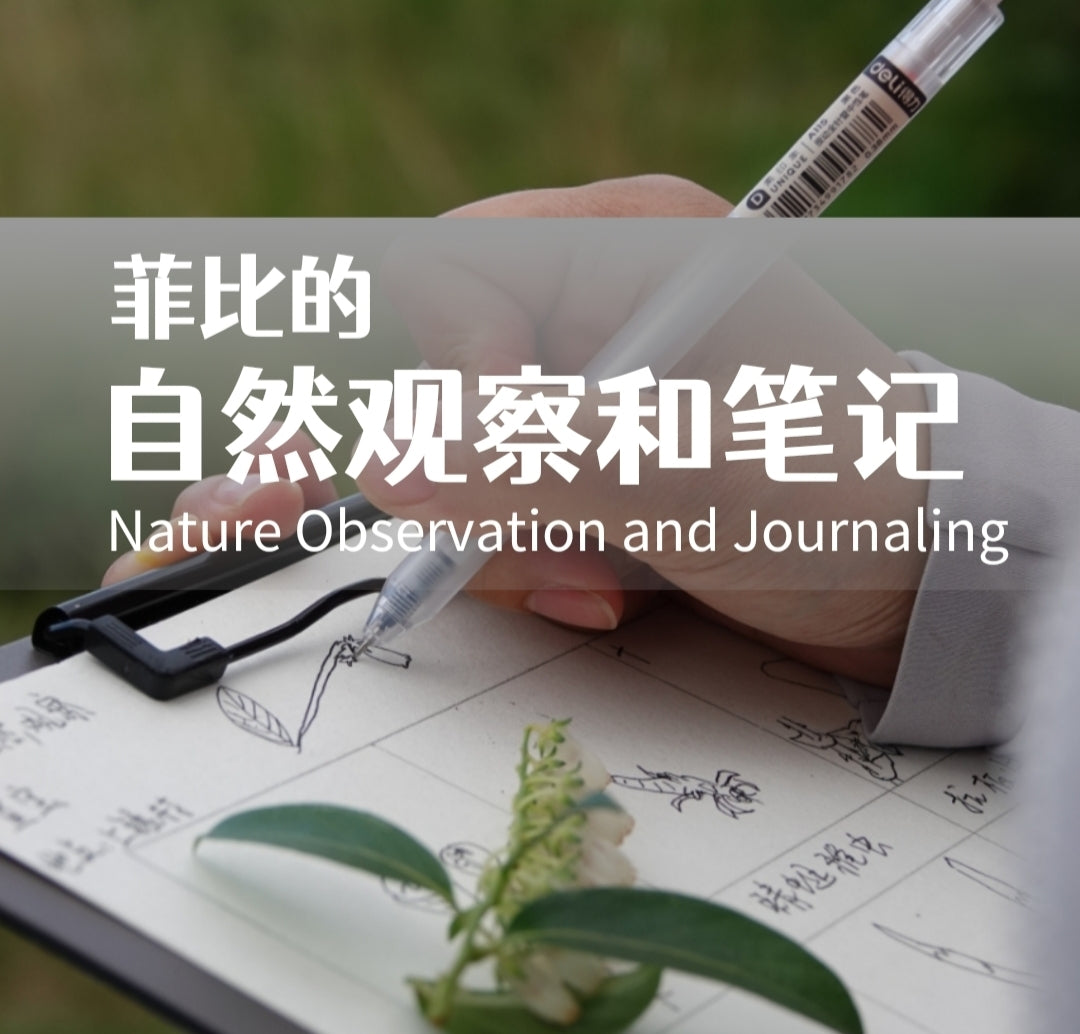 自然观察与笔记 | 鸟类、植物和昆虫