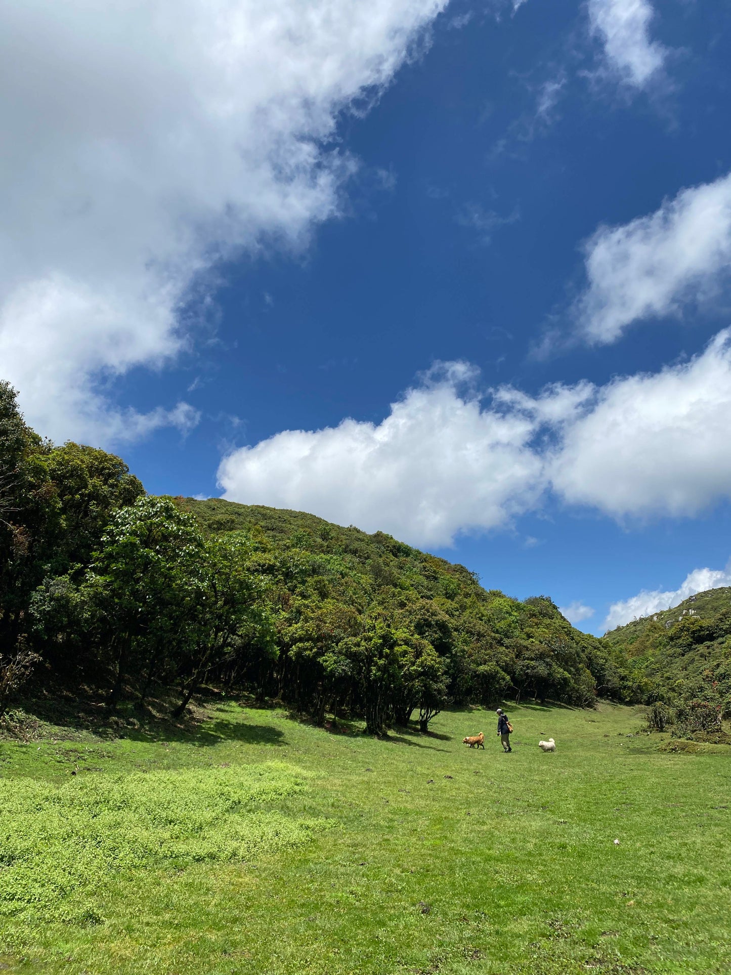 寒寒的哀牢山森林徒步（2天旅行）