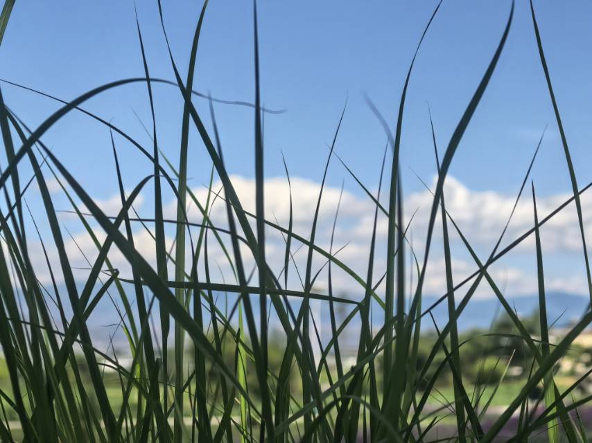 在苍山脚下「做青团」