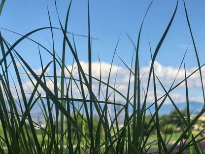 在苍山脚下「做青团」