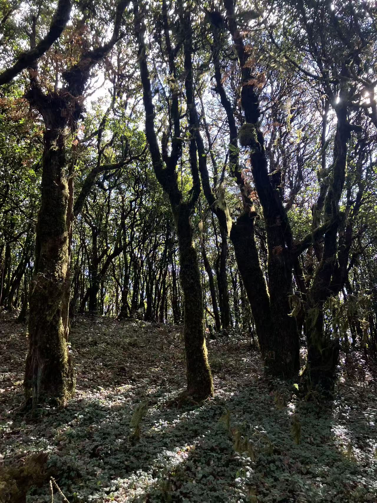 Cresta delle nuvole｜Escursione nel bosco primitivo di Dali