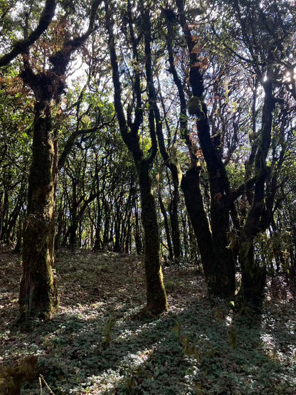 Cresta delle nuvole｜Escursione nel bosco primitivo di Dali