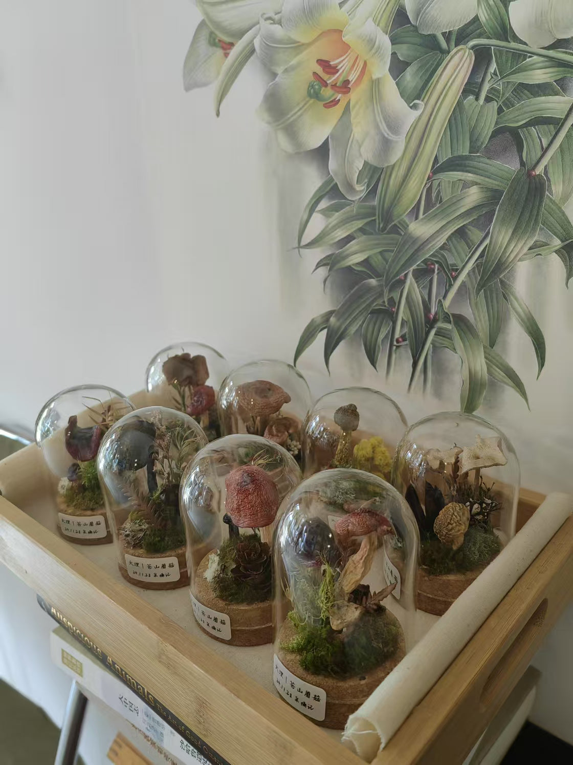 李真好 | 苍山蘑菇小景观