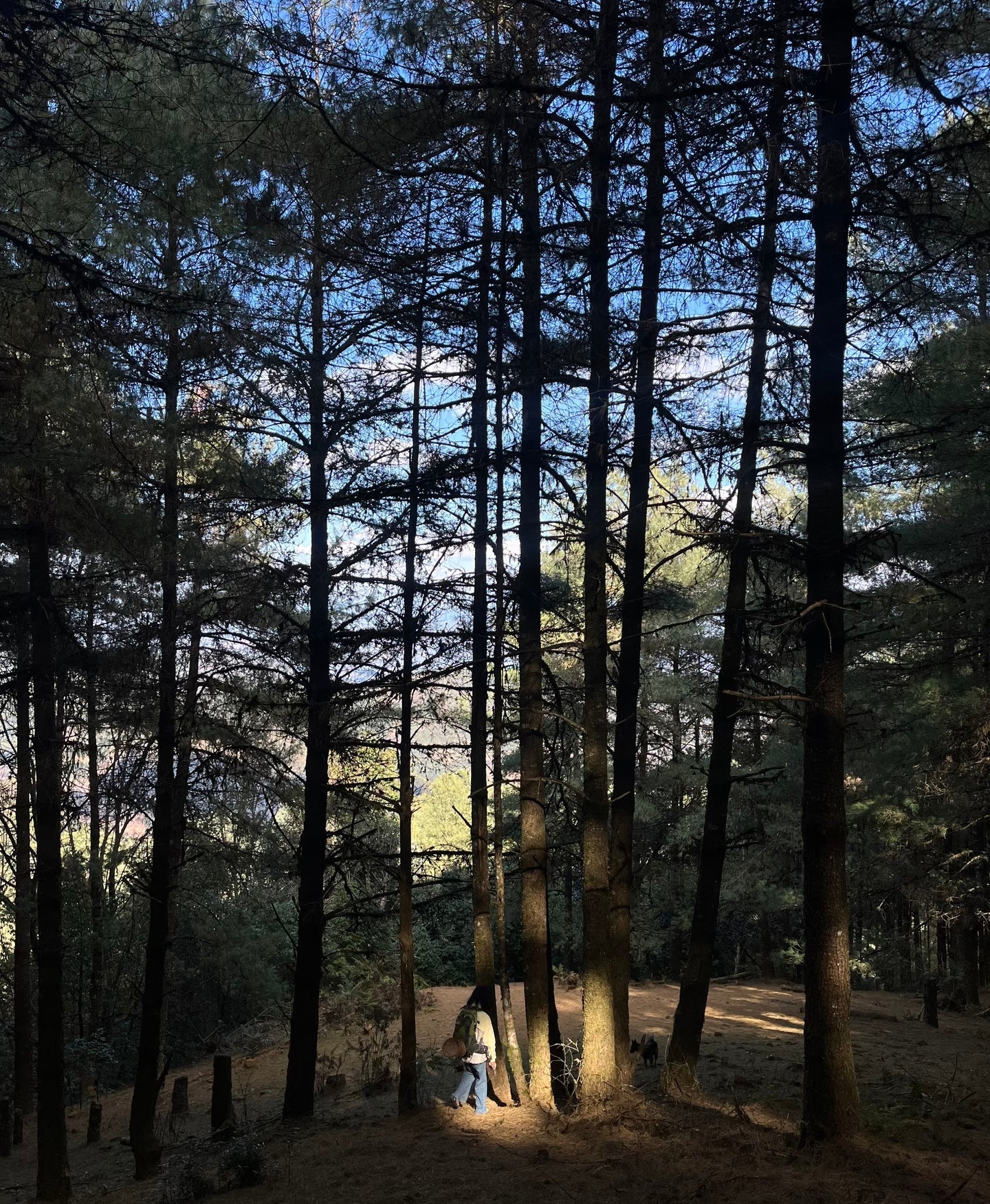 Cresta delle nuvole｜Escursione nel bosco primitivo di Dali