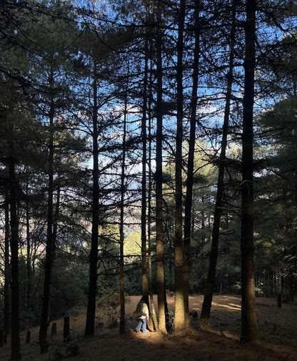 Cresta delle nuvole｜Escursione nel bosco primitivo di Dali