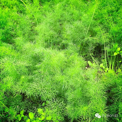 Sting 和他的无量山咖啡豆（继续营业）
