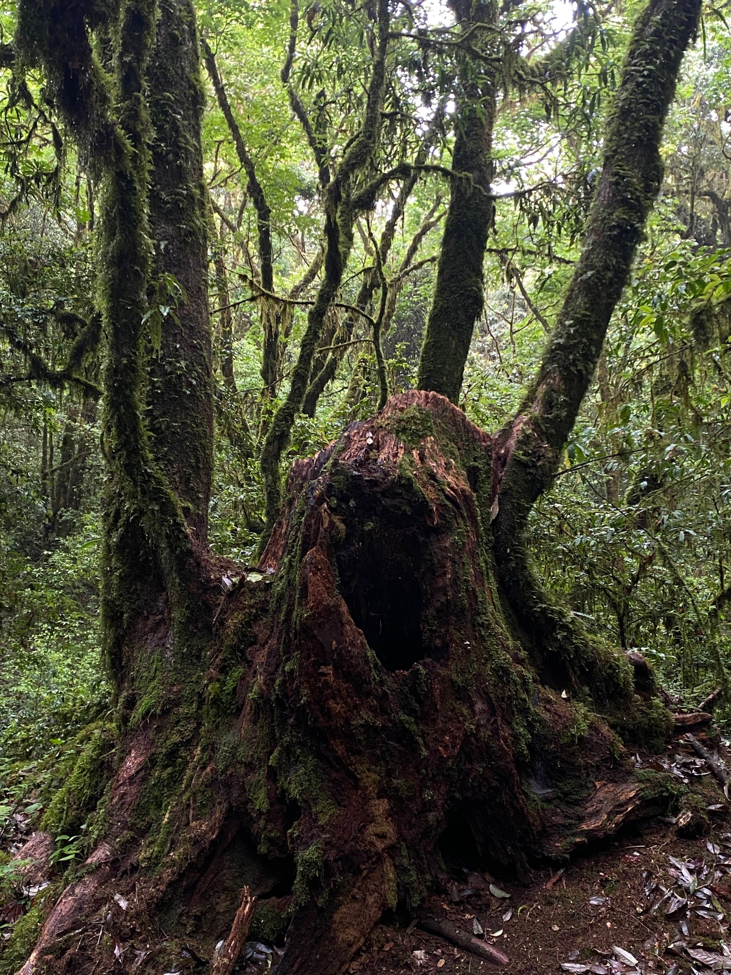寒寒的哀牢山森林徒步（2天旅行）